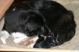 BORDER COLLIE - MISE BAS 018